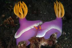 Lembeh - North Sulawesi, Indonesia. Pair pink nudibranch.